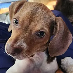 Pebbles, Beagle Hound (Unknown Type) mix