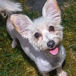 Addie, Terrier (Unknown Type, Medium) Poodle (Miniature) mix