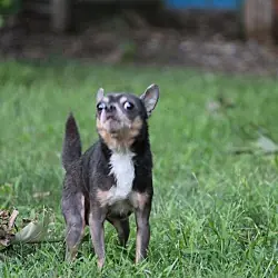 Whitt, Chihuahua mix