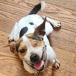 Felix Alistair-Fee Waived, Beagle Mixed Breed (Small) mix