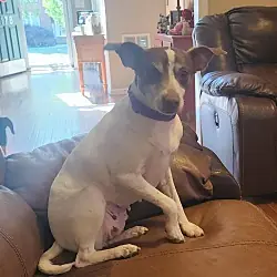 Chloe Jane-Fee Waived, Jack Russell Terrier Rat Terrier mix