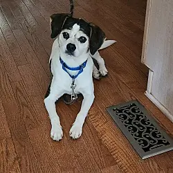 Ringo-Fee Waived, Beagle Mixed Breed (Small) mix