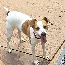 Niles, Jack Russell Terrier mix