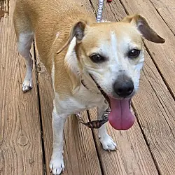 Frasier, Jack Russell Terrier mix