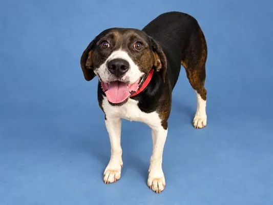 Pumpkin, English Coonhound (Redtick Coonhound) and Beagle