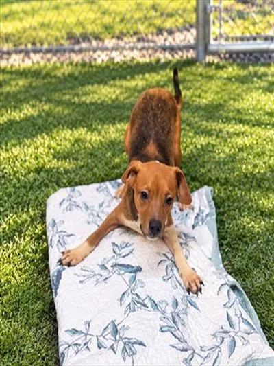 LEO, Beagle