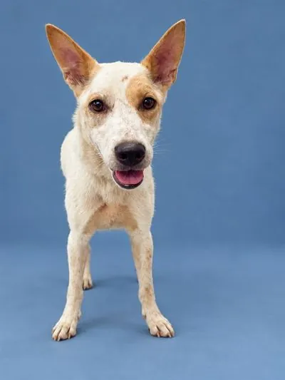 No name yet, Australian Cattle Dog