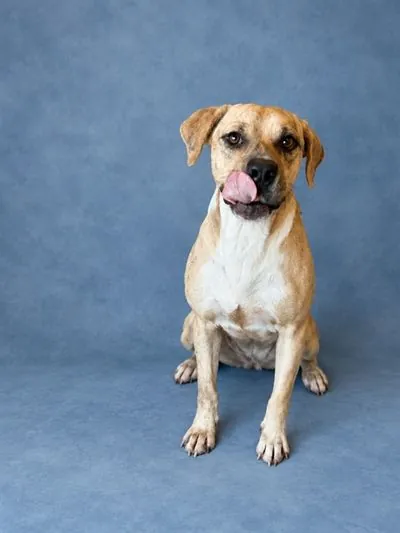 Scrappy Doo, American Pit Bull Terrier