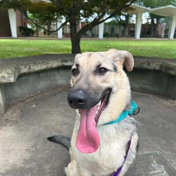 Pi, Shepherd, German