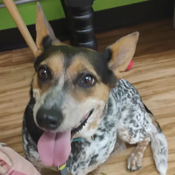 Mabel, Cattle Dog, Australian (Blue Heeler) and Corgi, Cardigan Welsh mix