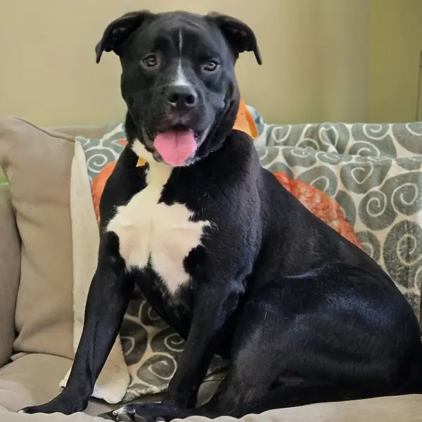 Boone, Bulldog, American and Retriever mix