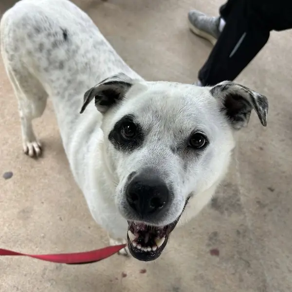 Mr. B, Shepherd, Australian and Mixed Breed (Large) mix