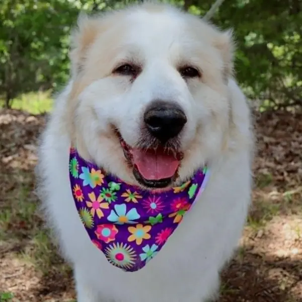 Sophie ( formerly Maggie Moo), Pyrenees, Great