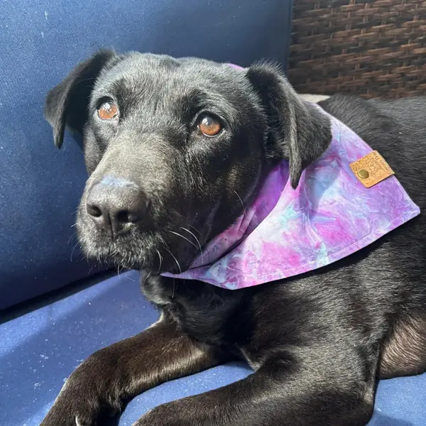 Star, Retriever, Black Labrador