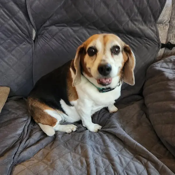 Bella, Beagle
