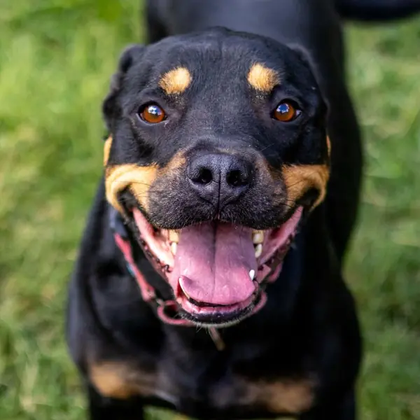 Rocky (fna Scrappy), Rottweiler and Mixed Breed (Large) mix