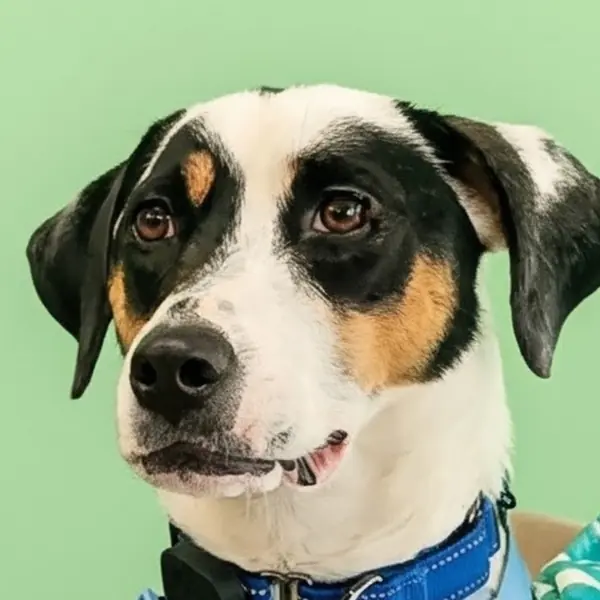 Truffles, Coonhound, Bluetick
