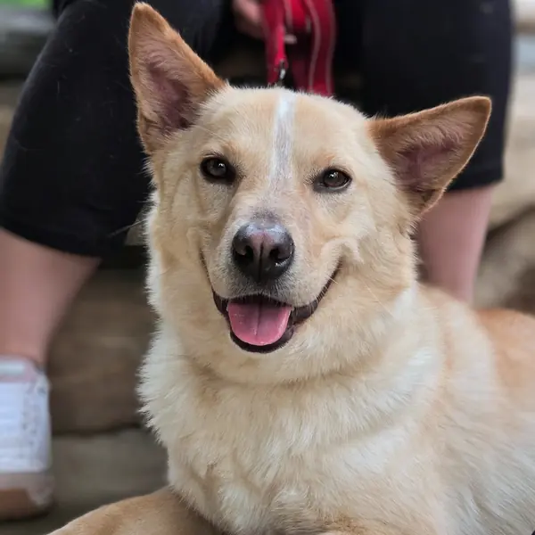 Frankie, Cattle Dog