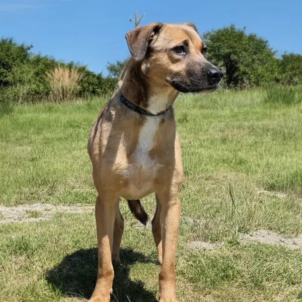 Loki, dog