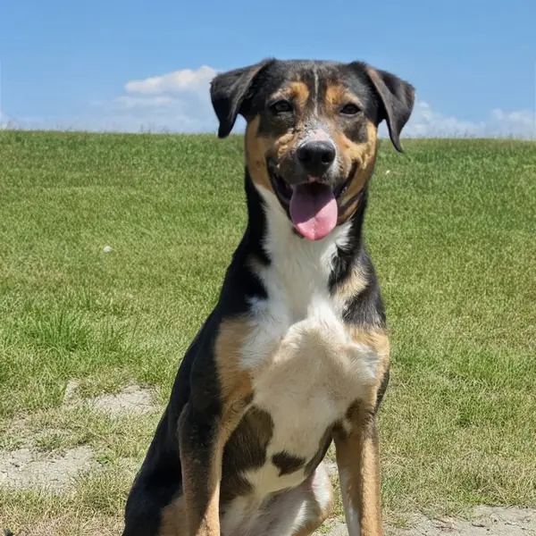Jabu, Hound