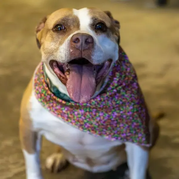Isabella, Terrier, Pit Bull