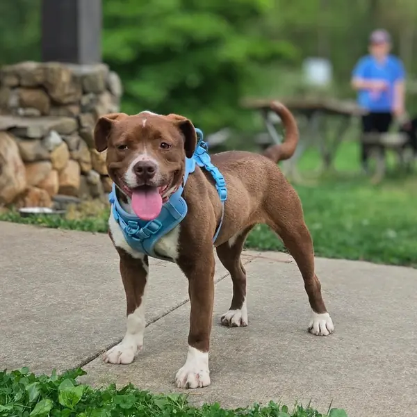 Ivy, Feist and Terrier mix