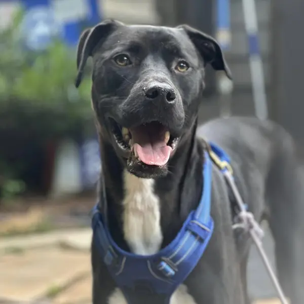 Colby, Retriever, Black Labrador