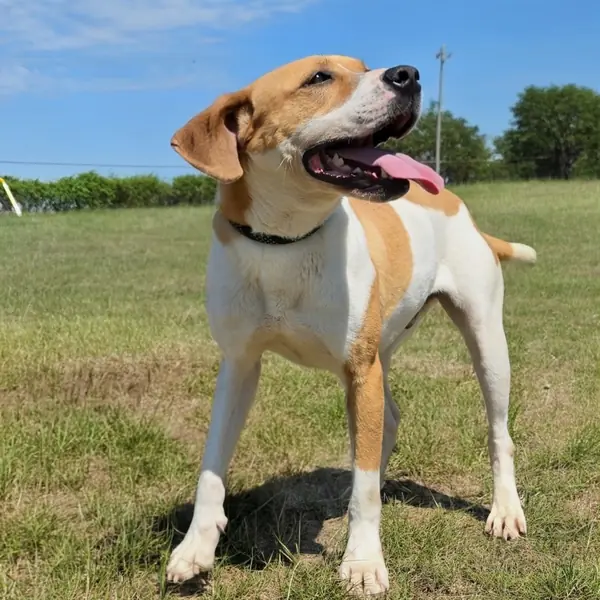 Tide, Hound