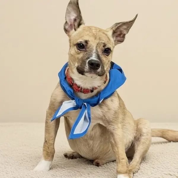 Snoop, Chihuahua