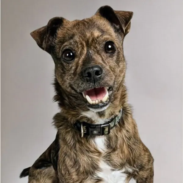 Larry, Terrier