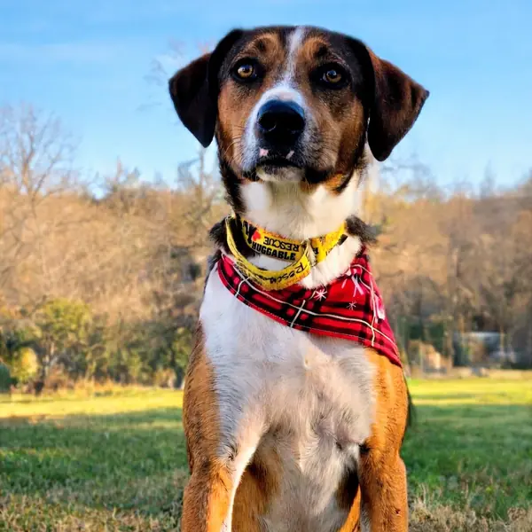 Lisabeth, Hound