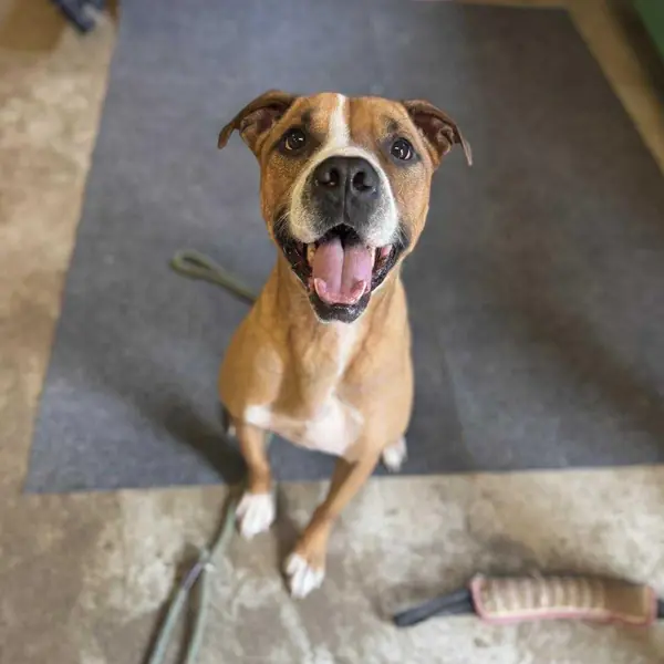 Walker, Boxer