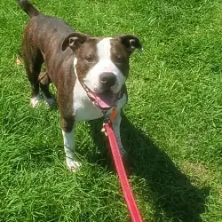 Cody, Boxer Bulldog mix