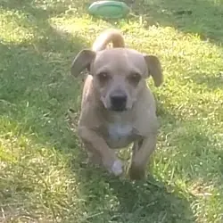 Paco, Chihuahua Pug mix