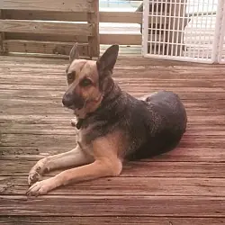 Mira, German Shepherd Dog mix