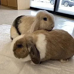 Mary, Lop, Holland