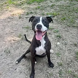 Andrew, Staffordshire Bull Terrier American Bulldog mix