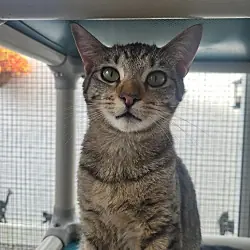 MILA Kitten, Domestic Shorthair