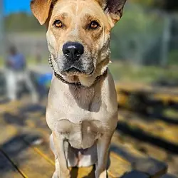Emmie, Husky American Pit Bull Terrier mix