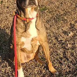 Cooper, Shepherd (Unknown Type) Terrier (Unknown Type, Small) mix