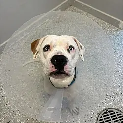 Artie, American Pit Bull Terrier mix