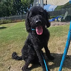 Luna, Labrador Retriever Poodle (Standard) mix