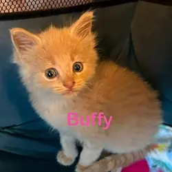 BUFFY Kitten (f), Domestic Shorthair