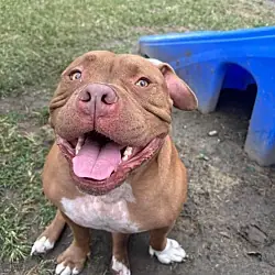 Theo, American Pit Bull Terrier