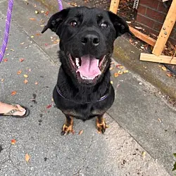 CoCo, Rottweiler German Shepherd Dog mix
