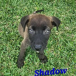 Shadow, Labrador Retriever mix