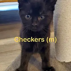 CHECKERS Kitten (m), Domestic Mediumhair