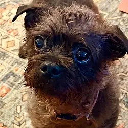 Barris, Cairn Terrier