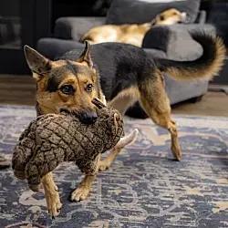 Ellie, German Shepherd Dog
