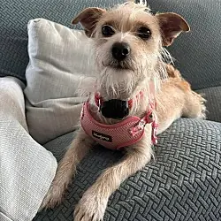 Lainey, one of the Jack Russell terriers waiting in North Carolina